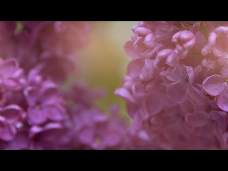 Flower Garden Loop 08