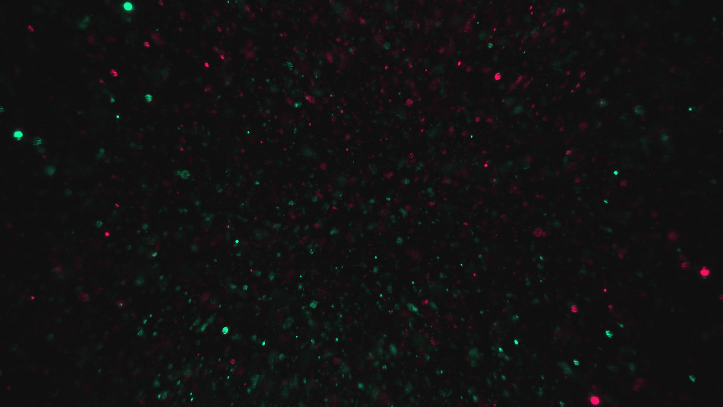 Christmas Glitter 11 Still