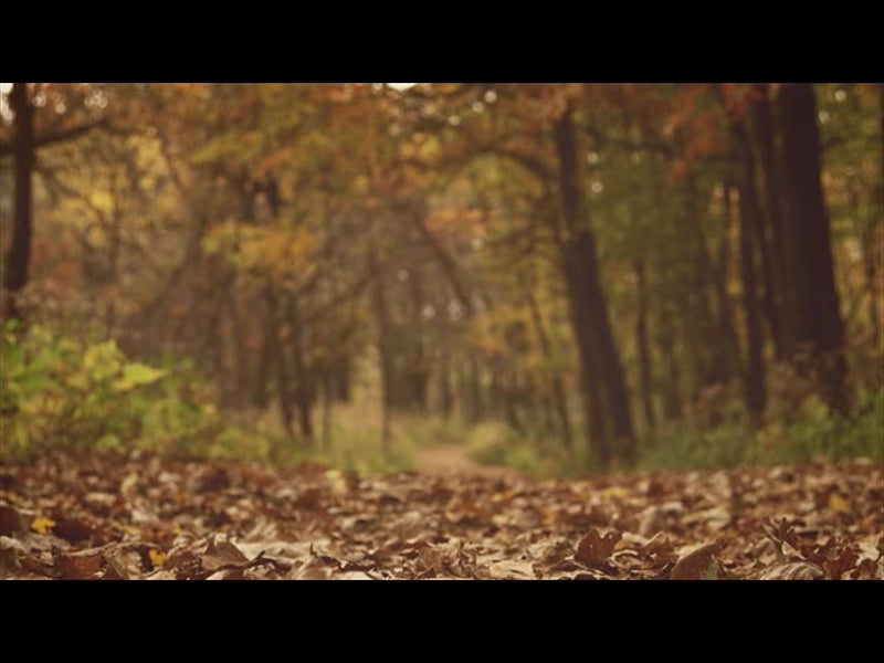 Fall Colors Forest Path