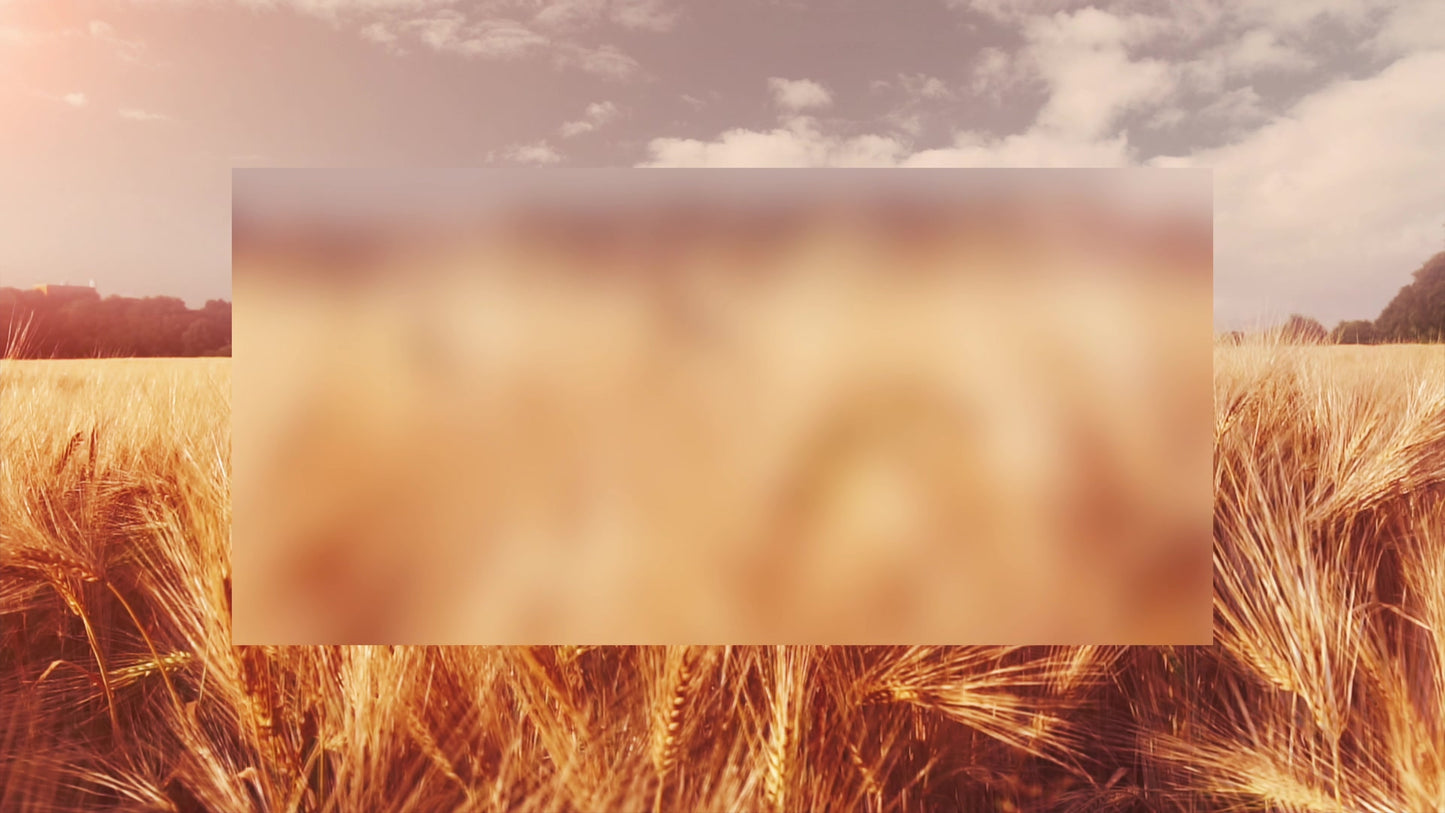 Golden Hour Wheat Alt Still