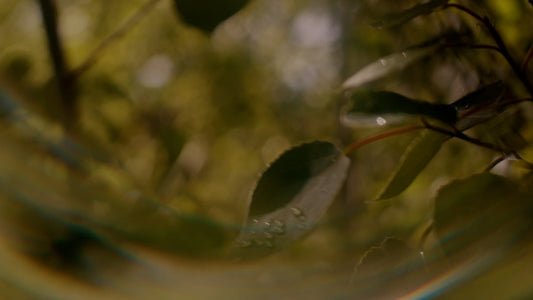 Like A Tree Still 06