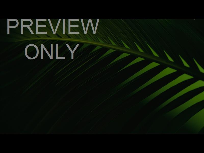 Cinematic Palms Still 27