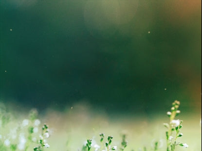 Fields Of Bloom 4