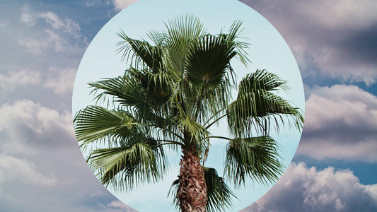 Spring Nature Still 20