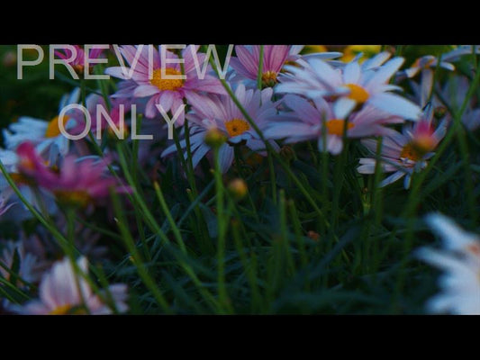 Springs Embrace Still Background 15