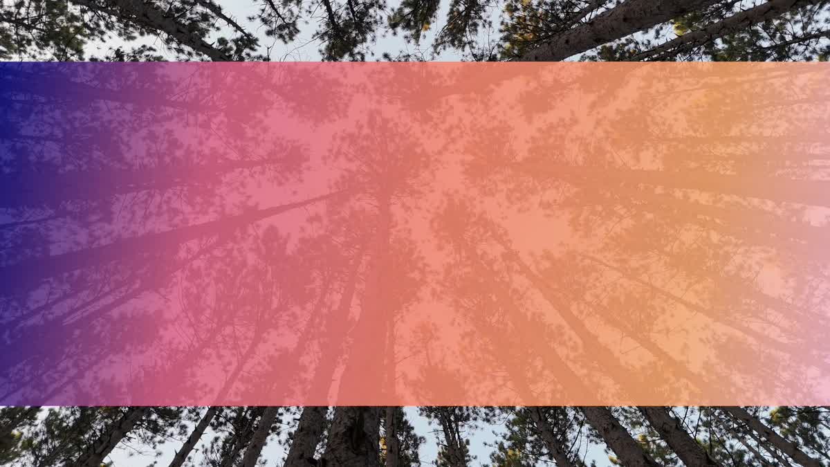 The Forest 1 Bar Still