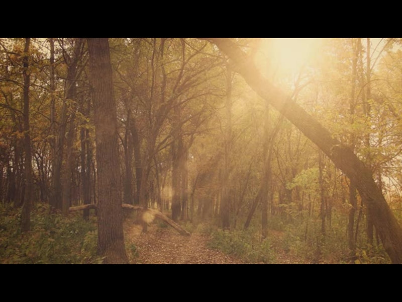 Fall Colors Forest Rays