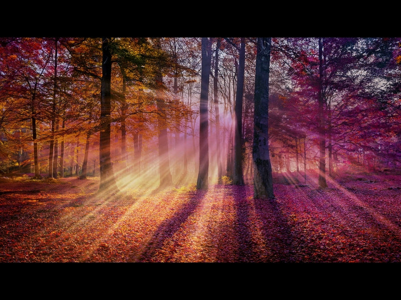 Autumn Light 4