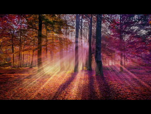 Autumn Light 4