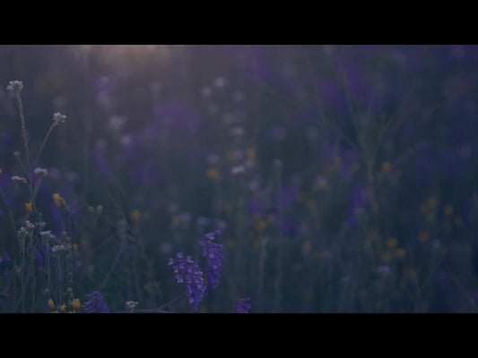 Summer Wildflower Dark