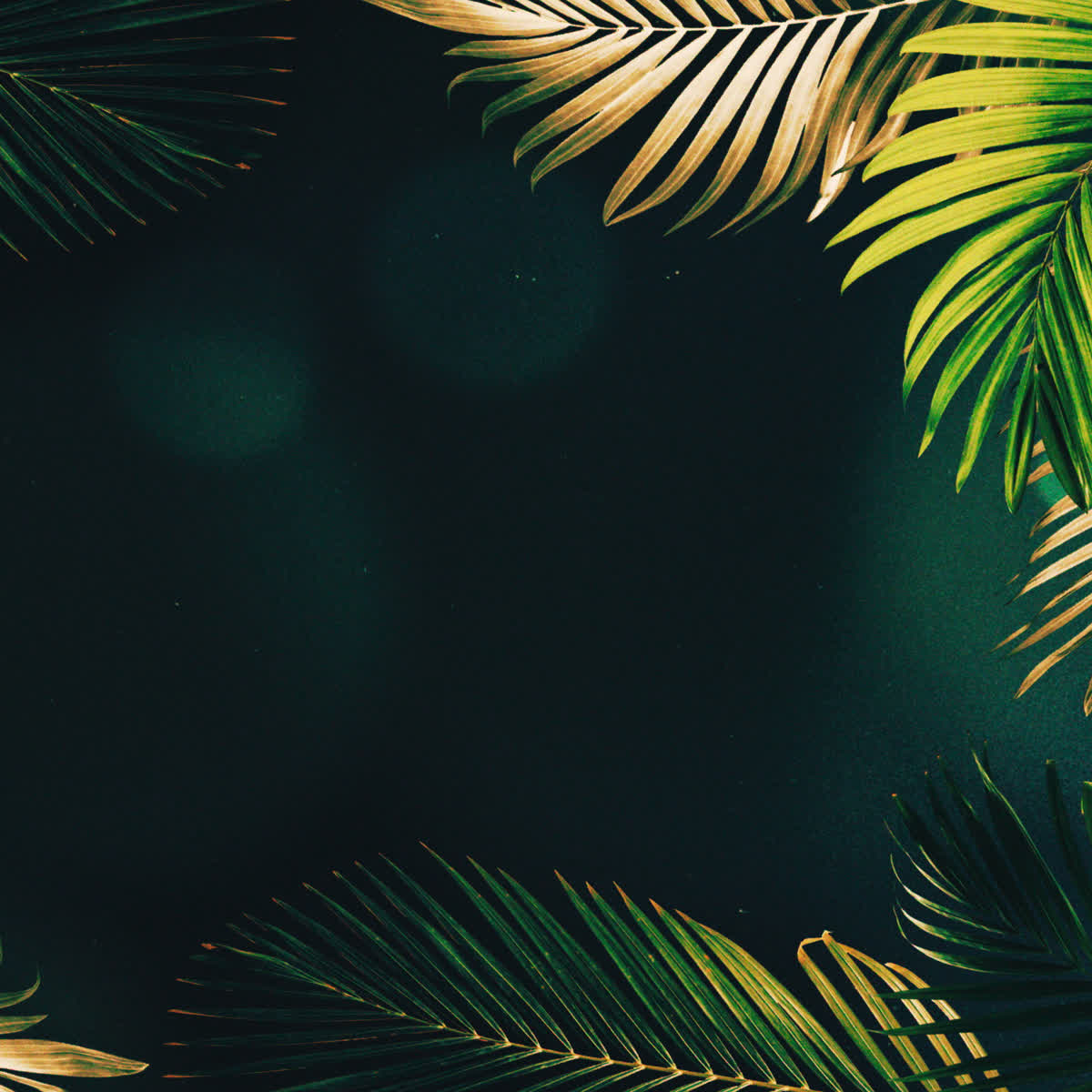Vibrant Palms Title Blank