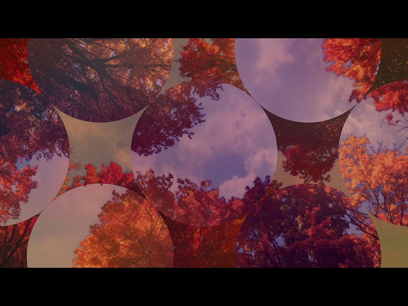 Fall Trees 10 Remix