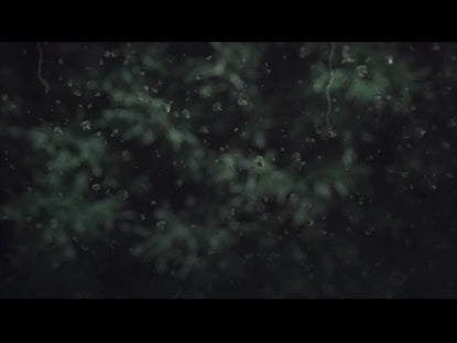 Rain And Plants