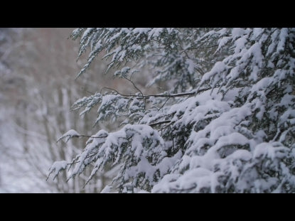Snow Winter Background 2