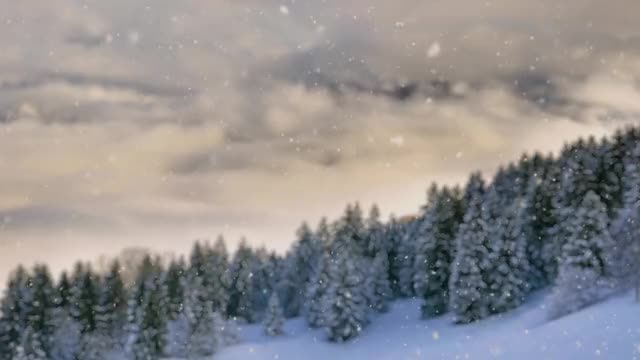 Snow Shimmer: 12
