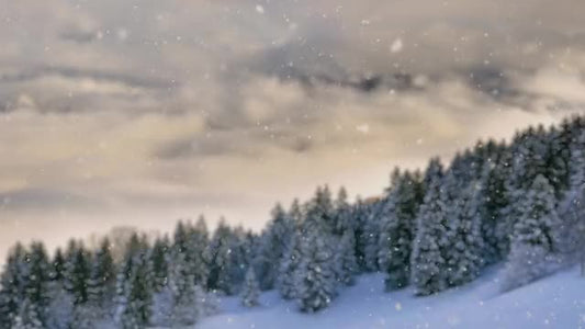 Snow Shimmer: 12