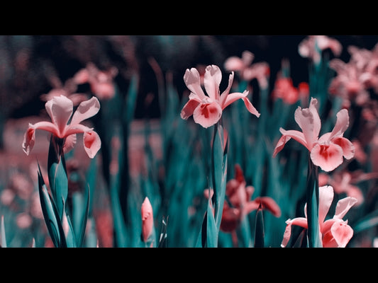 Mothers Day Garden 2