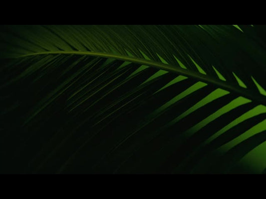 Cinematic Palms Loop 27
