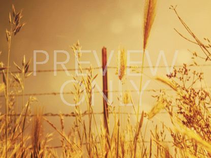 Sunny Field Still 3