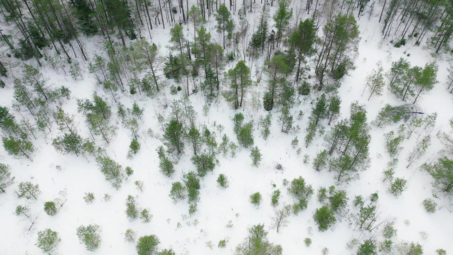 Winter Woods 01