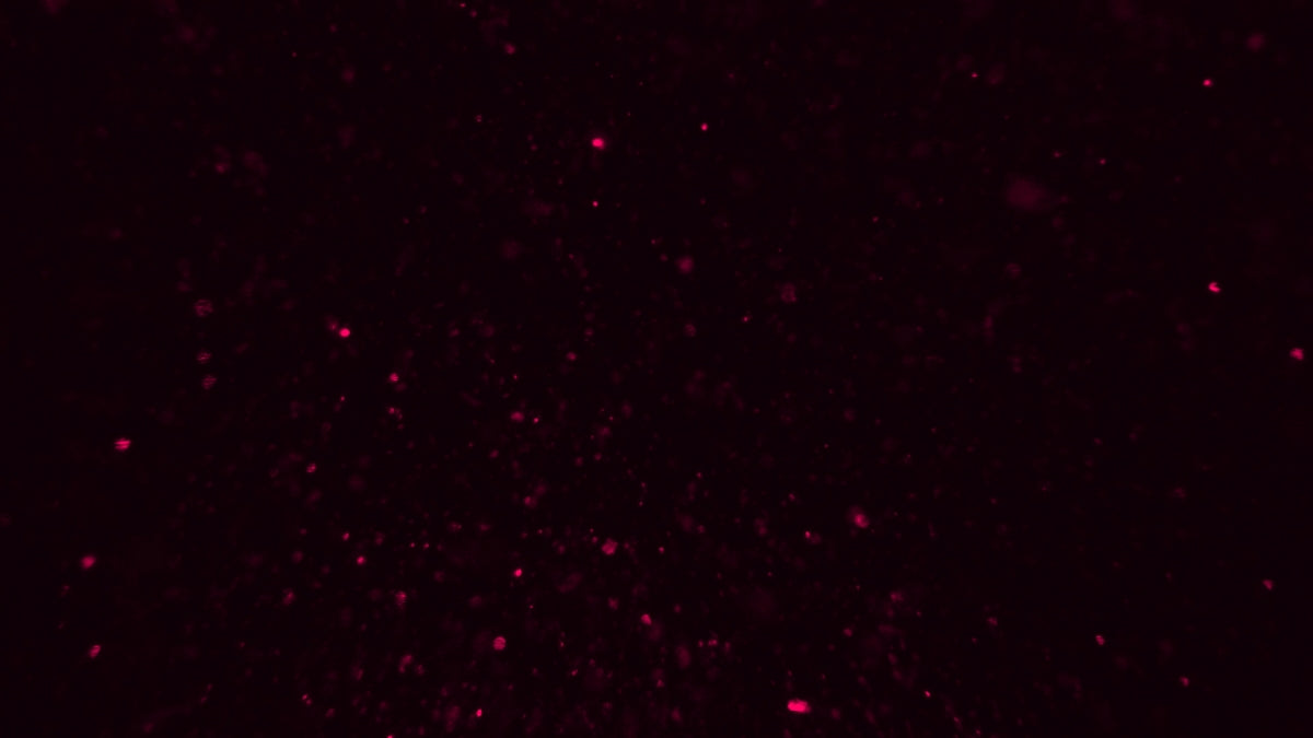Christmas Glitter 10