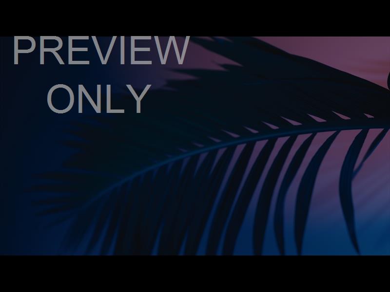 Cinematic Palms Still 23
