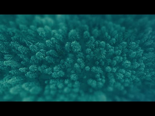 Journey To The Nativity Tree Loop