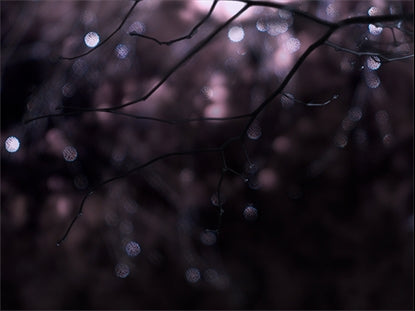 Winter Frost 8