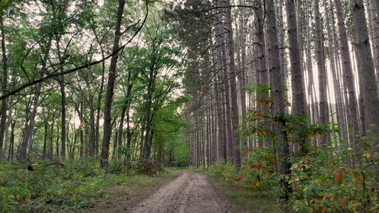 The Forest 6