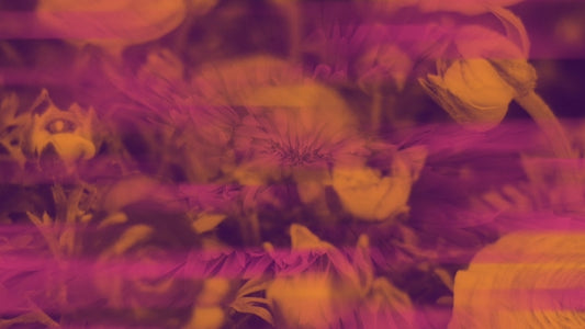 Floral Reflections 02