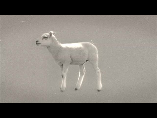 Bible Animals 2 Sheep Bw