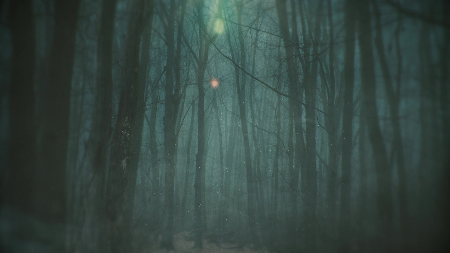 Moody Autumn Foggy Still