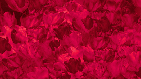 Hyper Bloom 12 Still