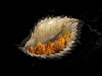 Autumn Falling 1