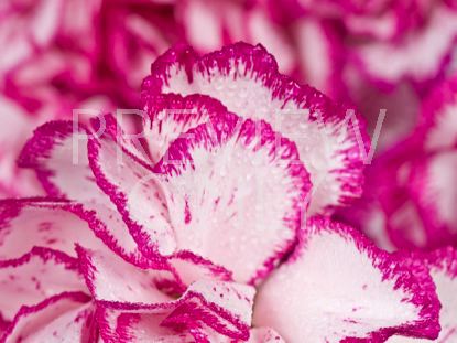 Mom's Pink Carnations