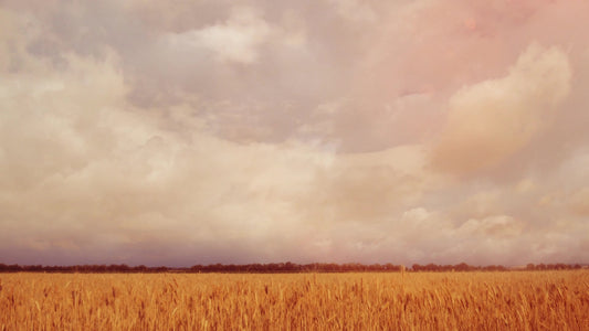 Golden Hour Field Still