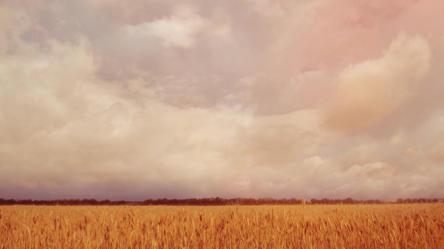 Golden Hour Field