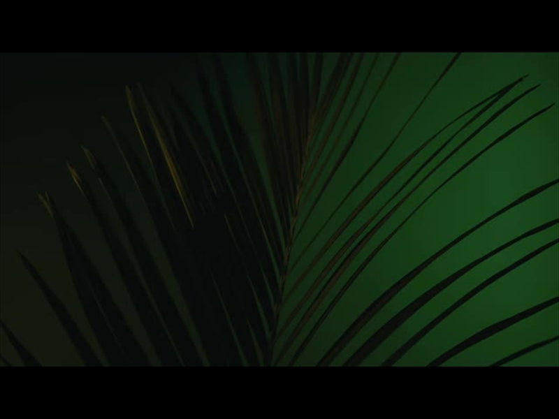 Cinematic Palms Loop 11