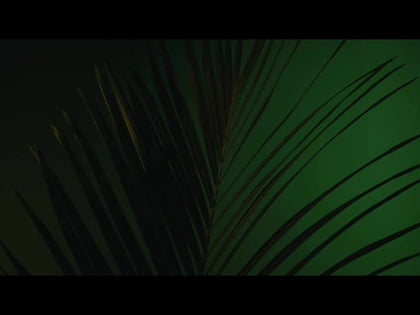 Cinematic Palms Loop 11