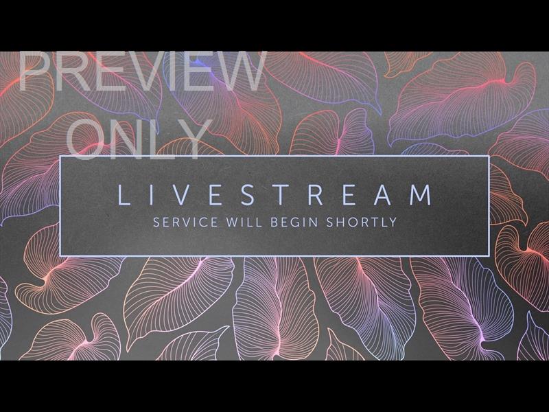 Tropical Night Livestream Still