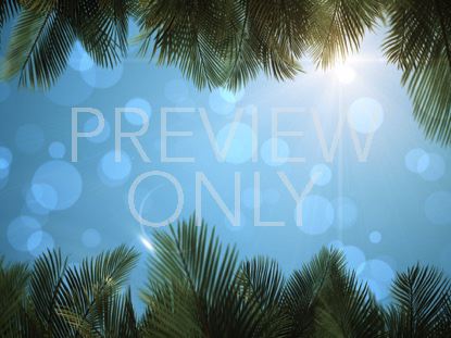 Sky View Palm Branches Blue Fast