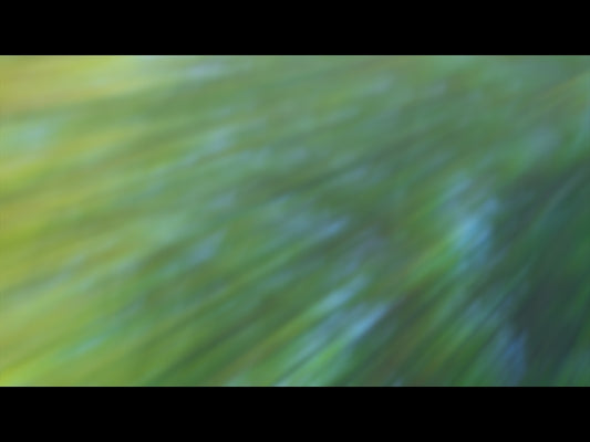 Forest Light Loop 05