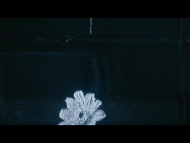 Crt Flowers 6