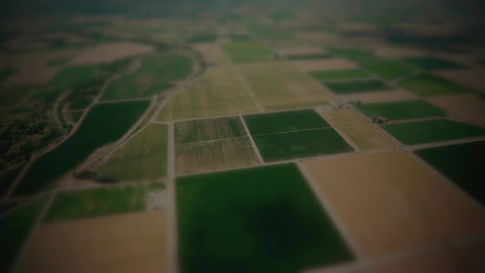 Open Fields Patchwork Still