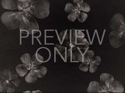Floating Flowers Still 6