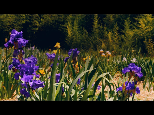 Mothers Day Garden 12