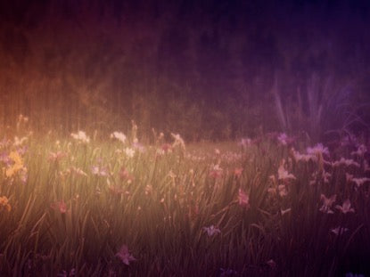 Wildflower 2