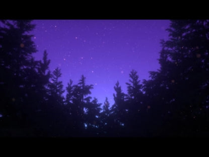 Summer Fireflies Night Pines