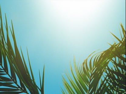 Bright Holy Week Palm Sunday Branches