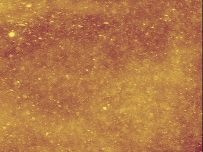 New Year Sparkle Celebrate